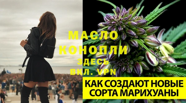 сатива Баксан